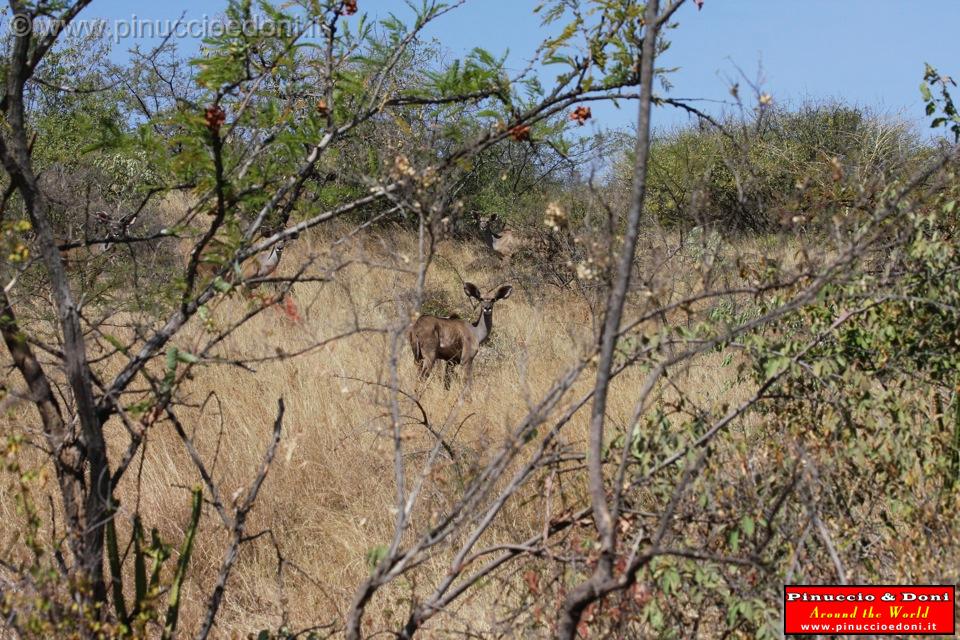 Ethiopia - Netch Sar Park - 94 - Mountain Nyala femmina.jpg